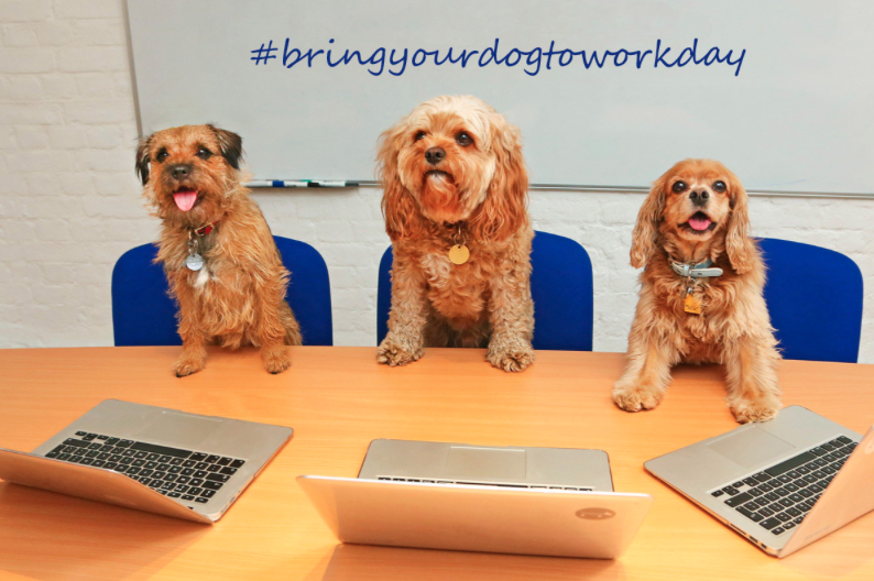 Friday Is Bring Your Dog To Work Day The Exeter Daily